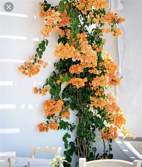 Gorgeous Bougainvillea color | Bougainvillea colors, Live plants, Planting flowers