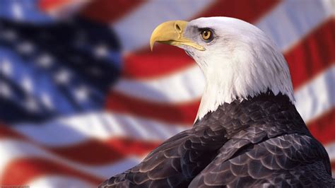 Patriotic Bald Eagle Wallpaper - WallpaperSafari