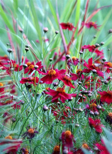 Dark Red Flowers - Free photo on Pixabay - Pixabay