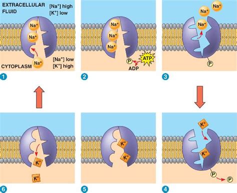 Active Transport - BioEdu