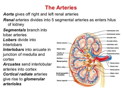 the urinary system