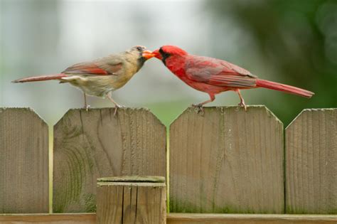 The Ohio Nature Blog: A Male Northern Cardinal feeding a Female