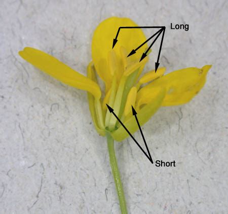 Brassicaceae | Biology 343 – Plants and People