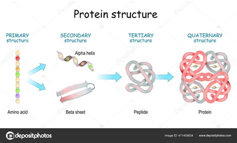 Protein Structure Levels Primary Secondary Tertiary Quaternary Amino ...