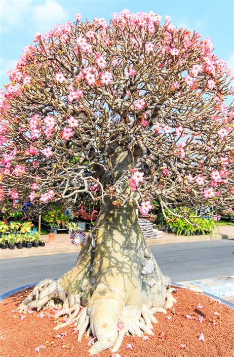 Adenium Obesum Or Bonsai Tree Stock Photo - Image of growth, closeup ...