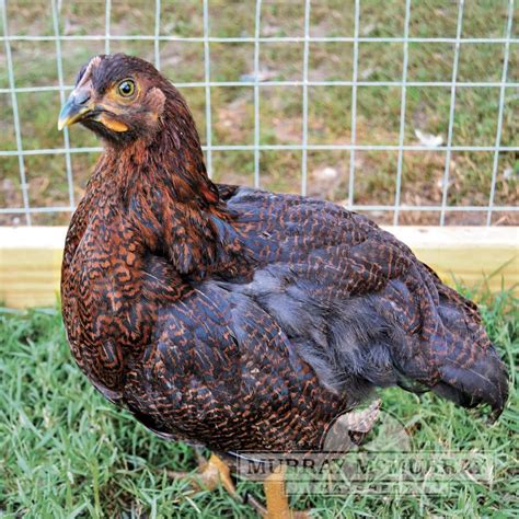 Murray McMurray Hatchery - Partridge Rock Bantams