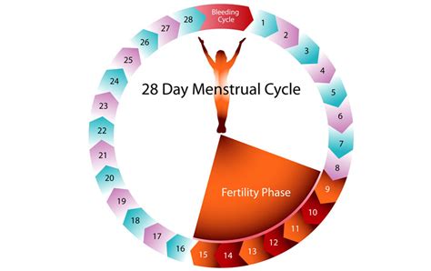 Describe the 28 Day Menstrual Cycle