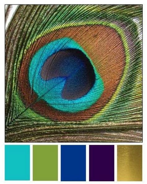 Peacock/ color chart | Peacock color scheme, Peacock colors, Color schemes