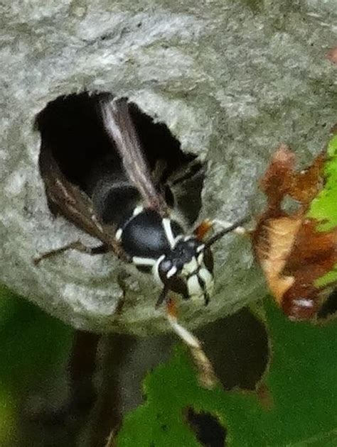 White Faced Hornet And Nest Photograph by Margo Miller