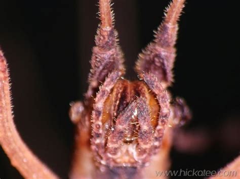 Spider mouth parts | Hickatee Cottages, Punta Gorda, Toledo,… | Flickr