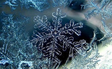 Download Macro Nature Snowflake HD Wallpaper