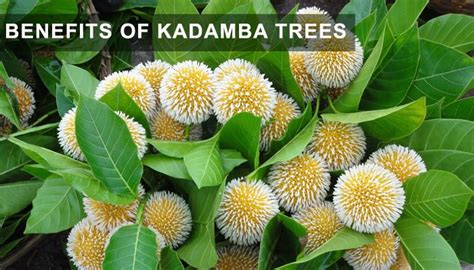 Image result for kadamba flower | Flowering trees, Flowers, Beautiful flowers