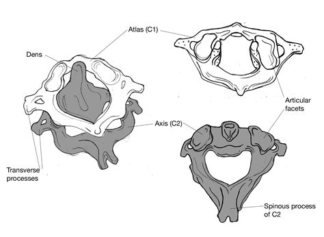 Atlas: first cervical vertebra; holds up the skull and articulates with ...