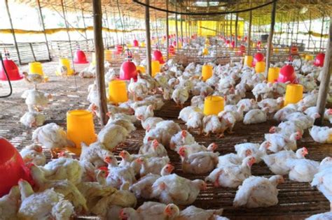 Tergusur Perusahaan Besar, Peternak Ayam Rakyat Tekor Rp3 Triliun