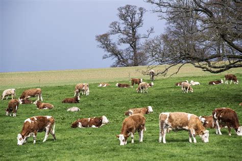 What does the future hold for the European suckler cow numbers? - Agriland.ie