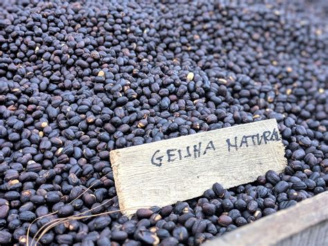 Panama Geisha Coffee is worth the price - The Panama Blog