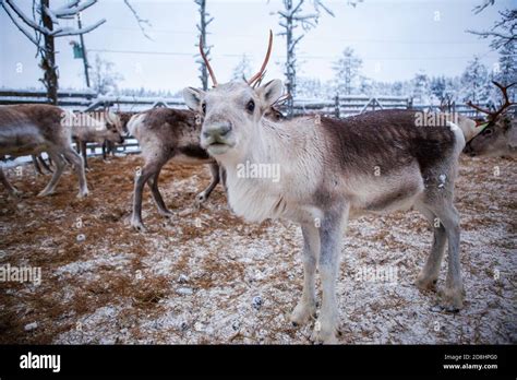 Reindeer herd, in winter, Lapland, Northern Finland Stock Photo - Alamy