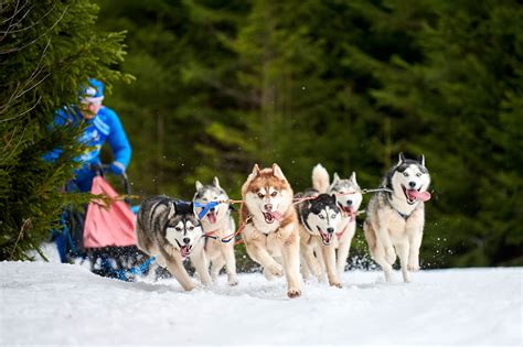 Iditarod Trail Sled Dog Race (March 1st, 2025) | Days Of The Year