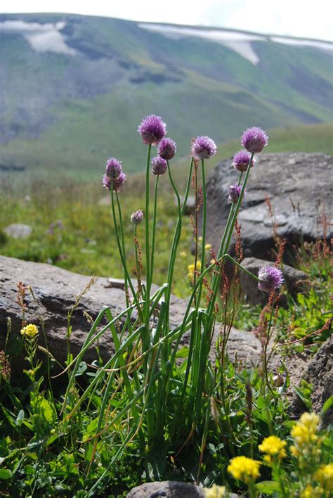 Allium schoenoprasum L. | Plants of the World Online | Kew Science