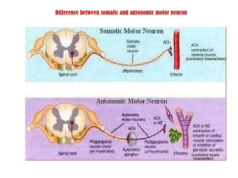 Somatic nervous system definition anatomy - primaryzik