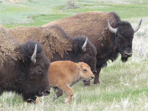 Buffalo Break New Trails on Wind River : The National Wildlife Federation Blog