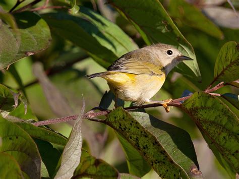 Nashville Warbler | Audubon Field Guide