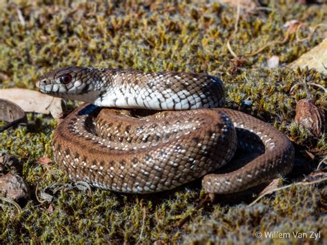 Juvenile Mole Snake (Pseudaspis cana) from Milnerton, South Africa. Harmless at this age but ...