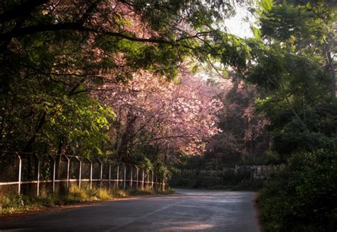 Experience Cherry Blossom Festival in Shillong - Honeymoon Bug