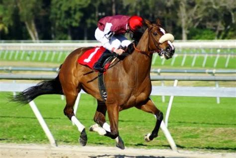 HORSES THE RUNNERS: Razas de caballos de carreras