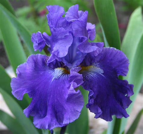 Indigo Princess Iris Garden, Bearded Iris, Most Beautiful Flowers, Blue Flowers, Holland ...