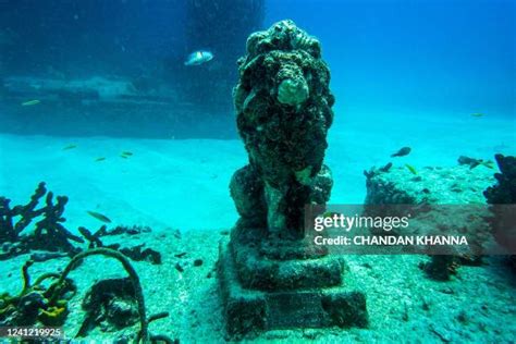 23 Neptune Memorial Reef Stock Photos, High-Res Pictures, and Images - Getty Images