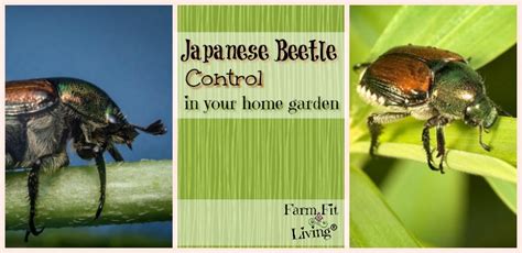 Japanese Beetle Control in Your Home Garden - Farm Fit Living