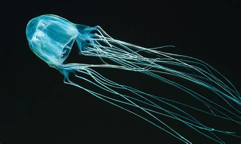 7 Most Venomous Marine Animals in the World