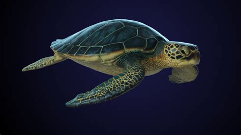 3D model photorealistic green sea turtle - TurboSquid 1222841