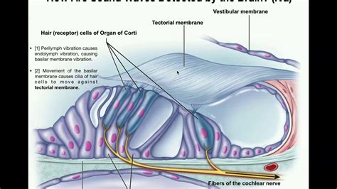 Cochlea Function