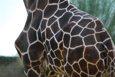 Giraffe spots 2. | lizzie1326 | Flickr