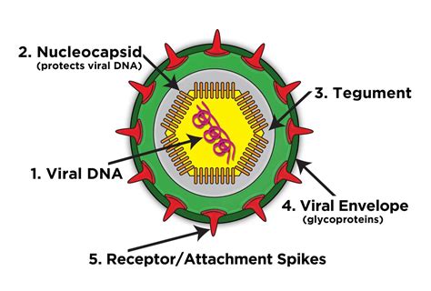 Parts Of A Virus Diagram