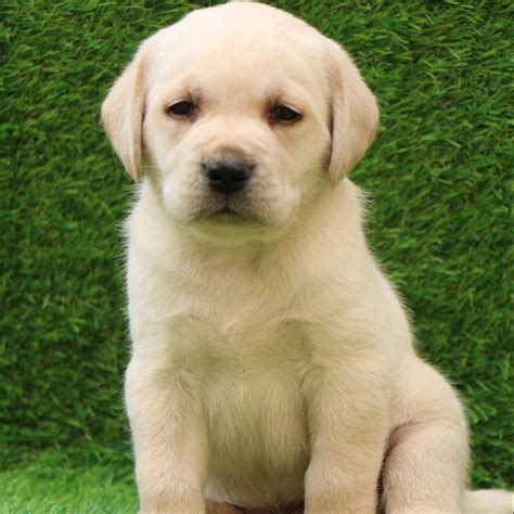 How Much Does A Labrador Puppy Cost Uk