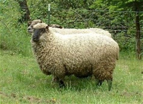 A Special Word About Clun Fleece