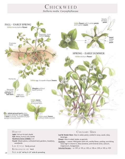 Chickweed: A Weedy Super Food — Foraging and Feasting