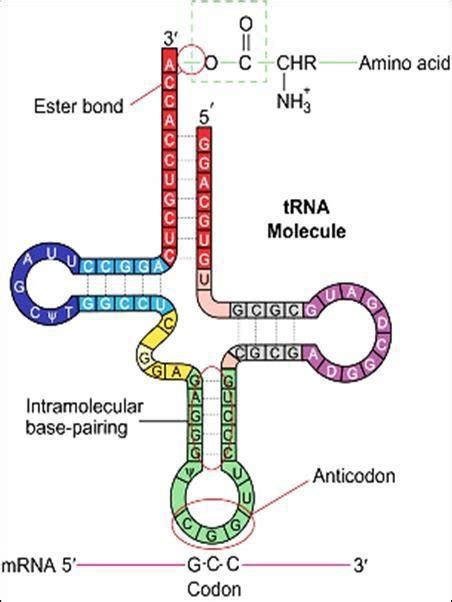 Secondary Structure of Aminoacyl tRNA | Download Scientific Diagram