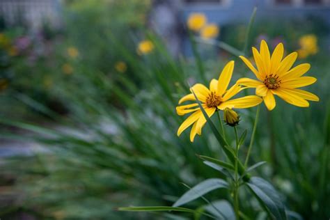 Snapshots from Maine: Flowers