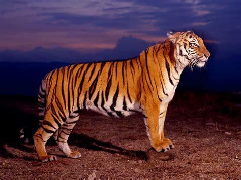 wallpapers: Bengal Tiger Wallpapers