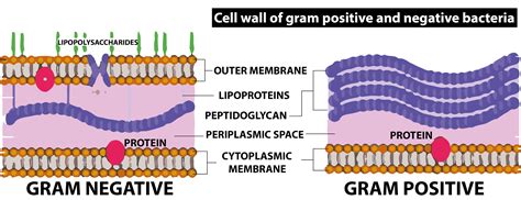 Gram Negative Bacterial Cell Wall Diagram - vrogue.co