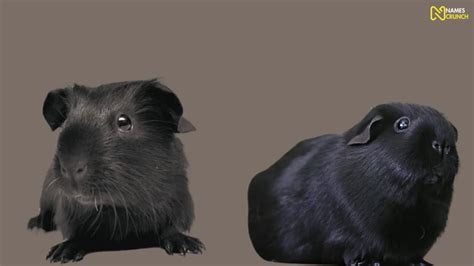 530+ Funny Guinea Pig Names - Names Crunch