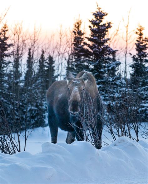 What’s it Like Traveling to Alaska in the Winter?