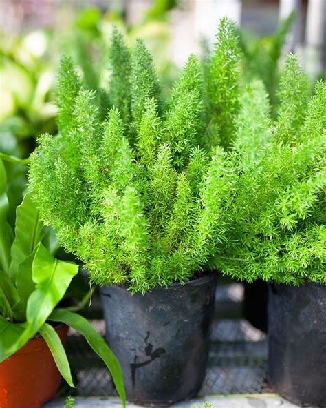 Happy September! This Foxtail Fern is a beauty that’ll keep your indoor ...