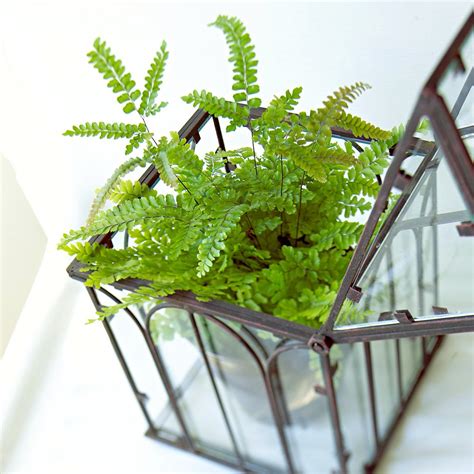 Our Favorite Ferns for Creating a Tropical Paradise Indoors | Houseplants, Plants, Indoor ferns