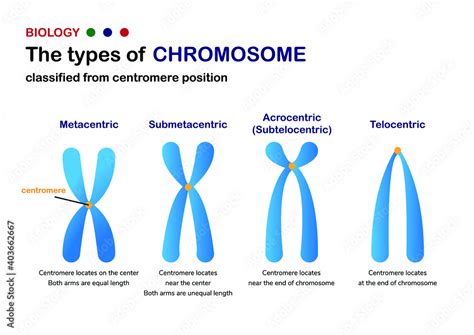 Biology diagram show classification of chromosome base on position of ...