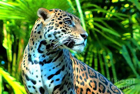 Spotted Jaguar Spotting Photograph by Sea Change Vibes | Fine Art America